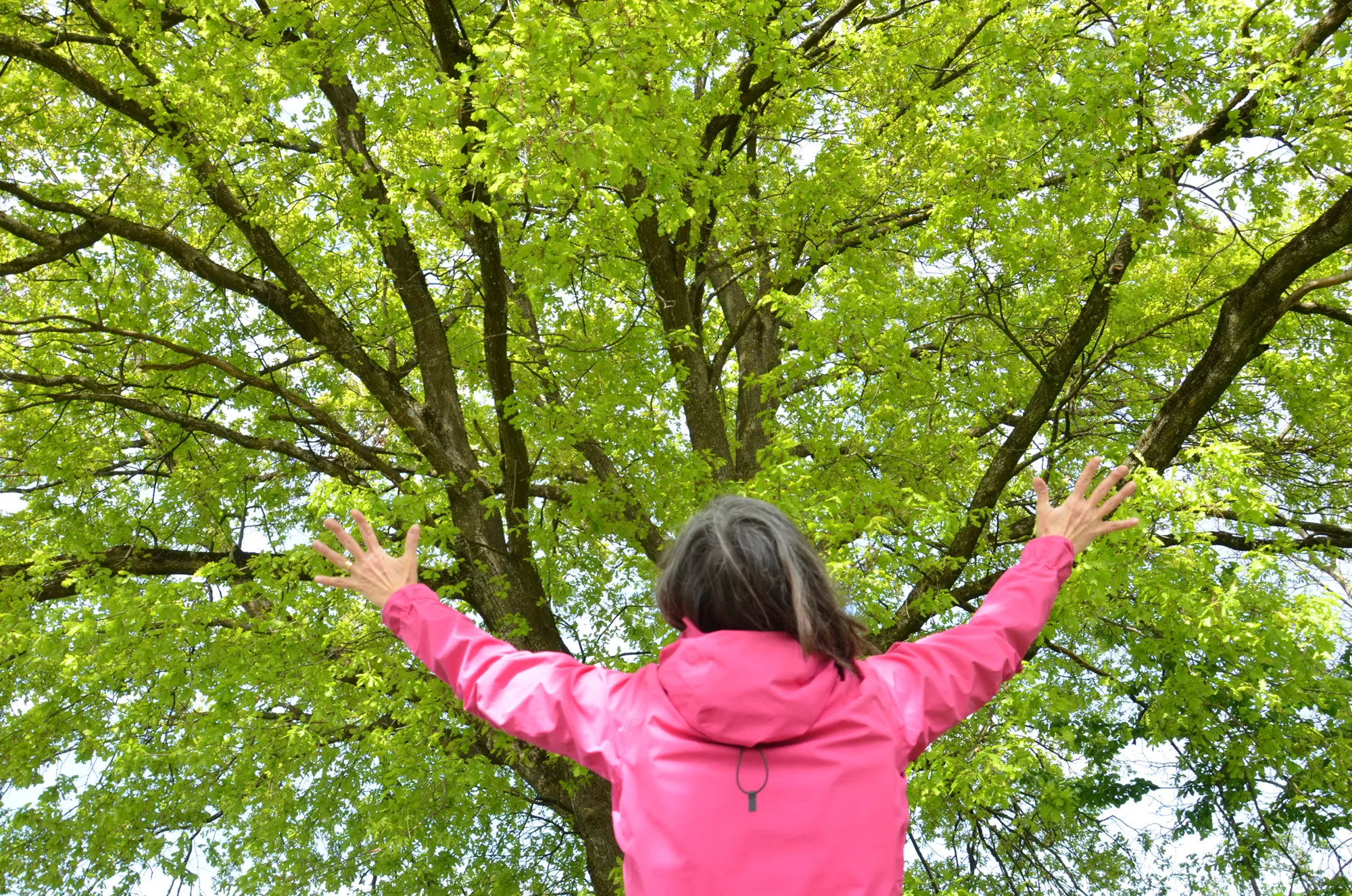 baum